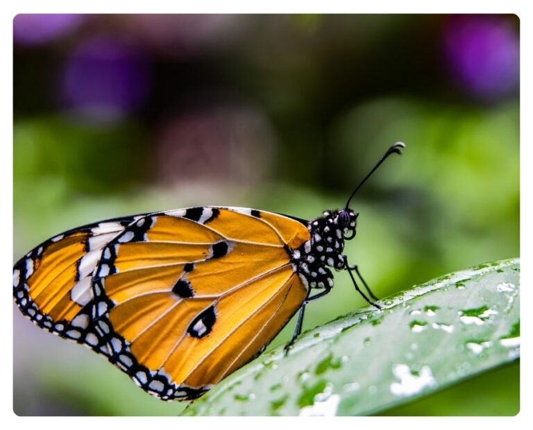 mindfulness para sanar